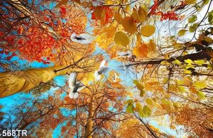 Tranh dán trần file gốc psd bối cảnh thiên nhiên mùa thu