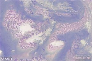 Vân đá, Marble tím pha trắng