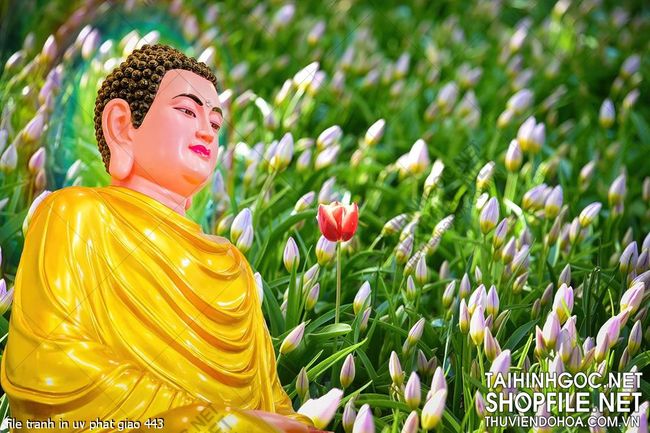 file tranh in uv phat giao 443