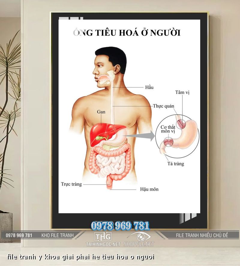 file tranh y khoa giai phai he tieu hoa o nguoi