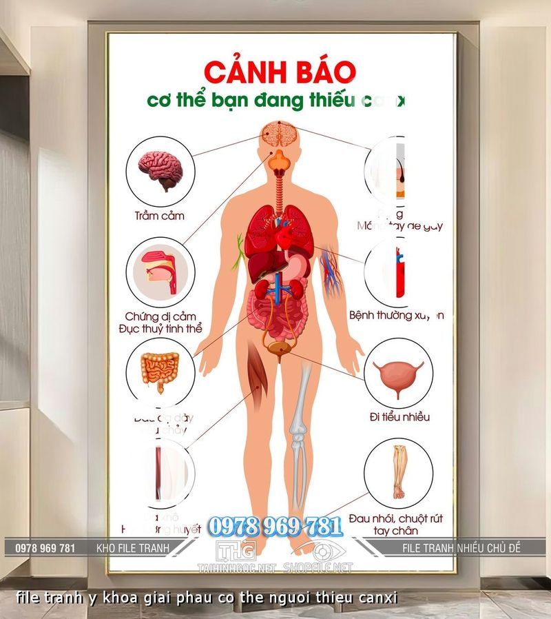 file tranh y khoa giai phau co the nguoi thieu canxi