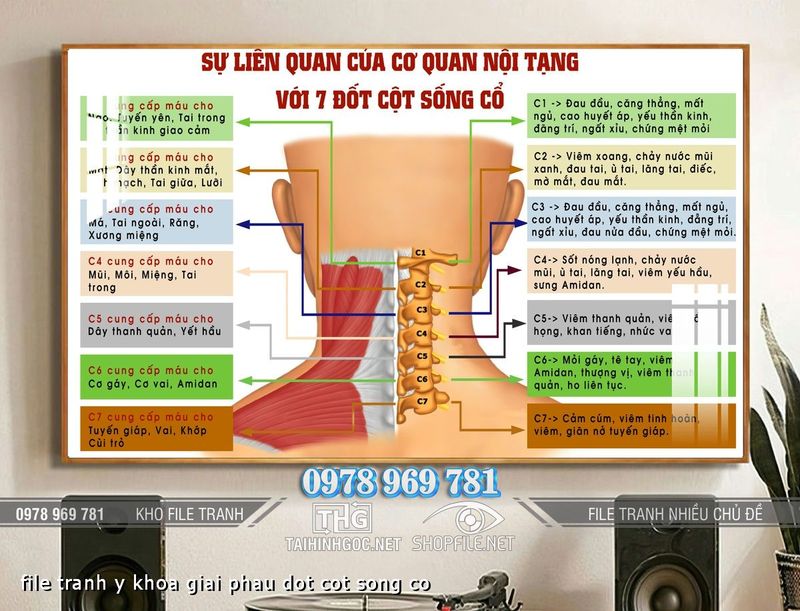 file tranh y khoa giai phau dot cot song co