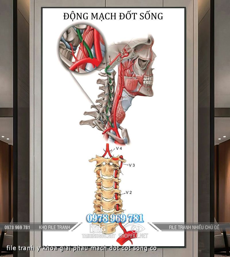 file tranh y khoa giai phau mach dot cot song co