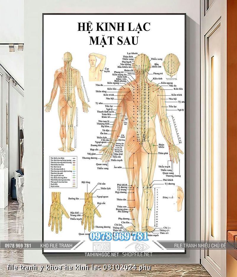 file tranh y khoa he kinh lac 08102024 phu