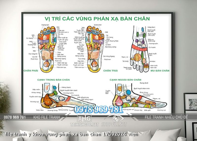 file tranh y khoa vung phan xa ban chan 17092024 vien