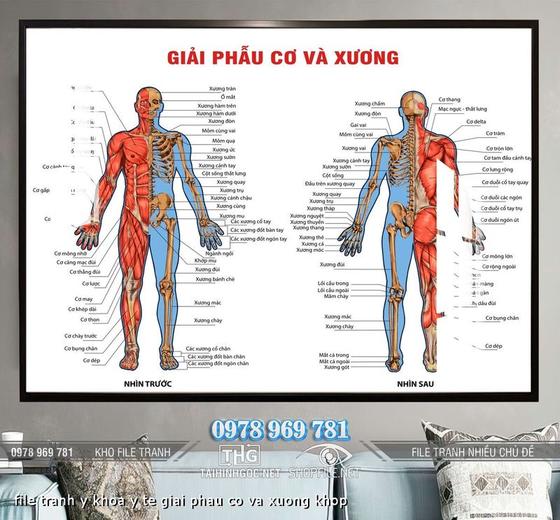 file tranh y khoa y te giai phau co va xuong khop
