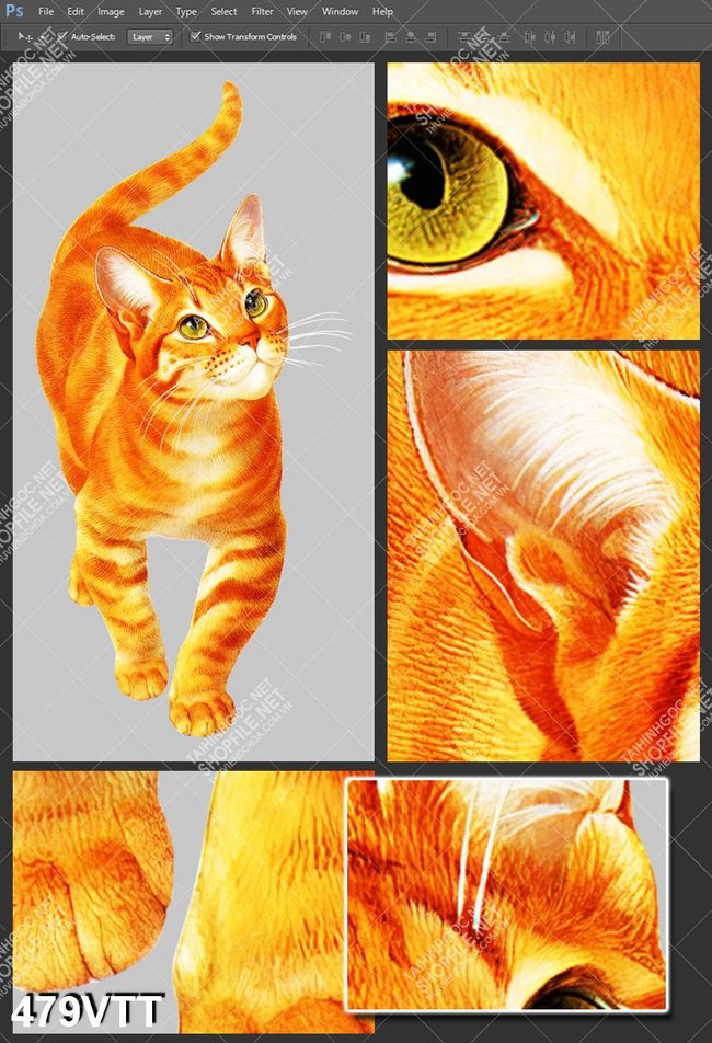 Tranh file PSD mèo vàng 2023 thiết kế ấn tượng